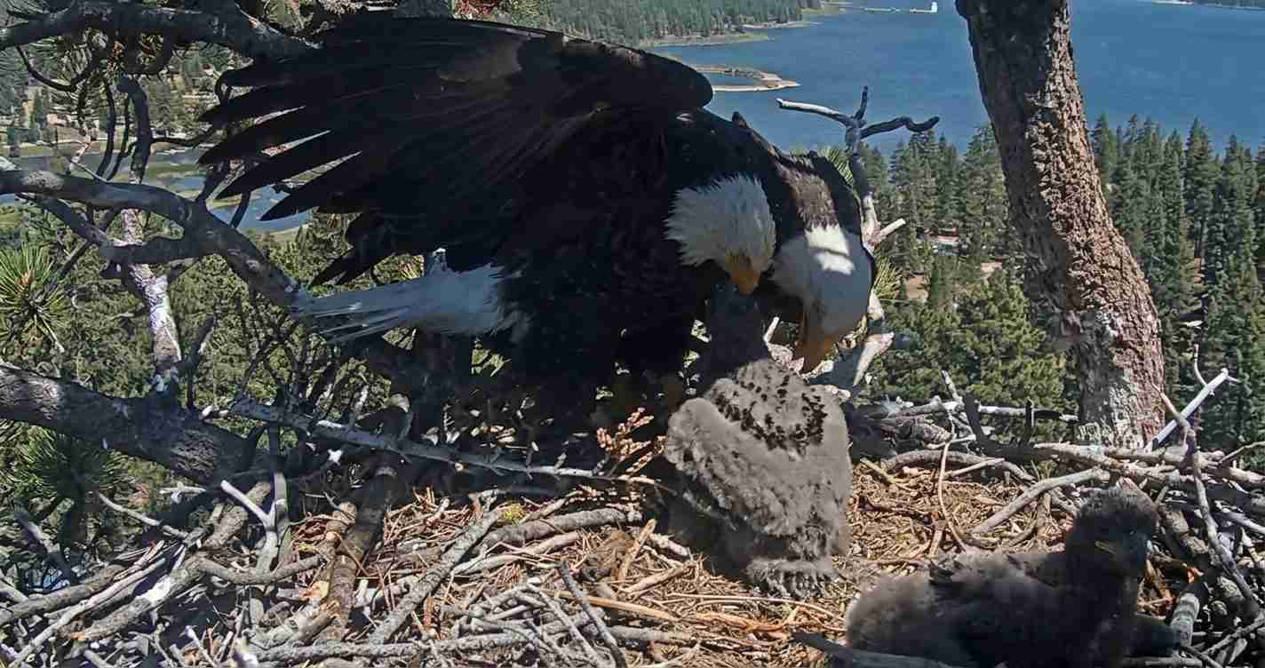 Adult bald eagle on a large nest in a pine tree, with a fluffy eaglet nearby amid a lake and forest background.