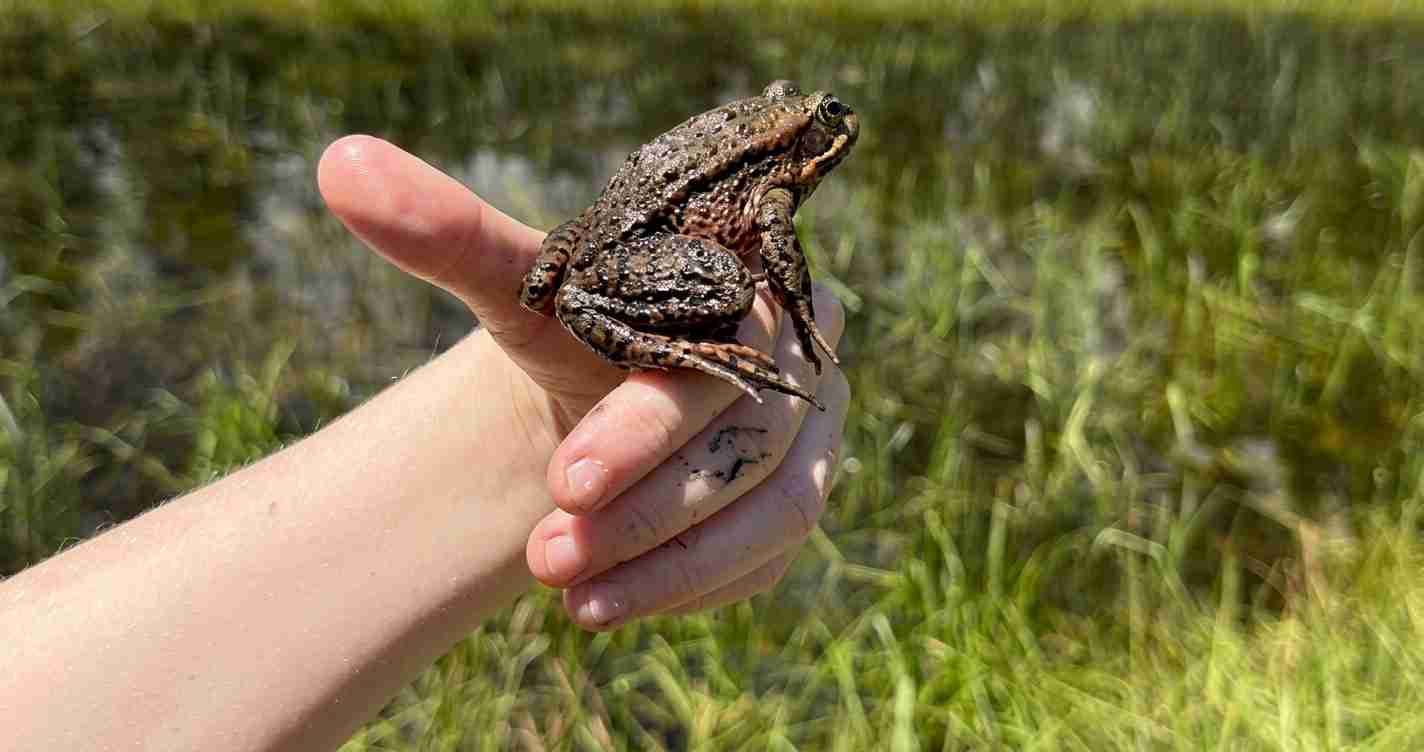A brown toad sits on a person’s fingers over a grassy, wet area by a pond.