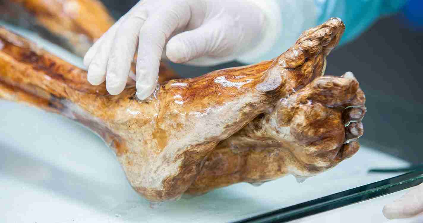 Gloved hand of a butcher handling a large leg of meat on a tray