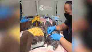 Two handlers in blue gloves examine an injured raptor on a pink blanket in a veterinary clinic, with a Raptor Center logo in the background.