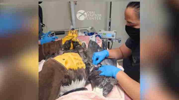 Two handlers in blue gloves examine an injured raptor on a pink blanket in a veterinary clinic, with a Raptor Center logo in the background.