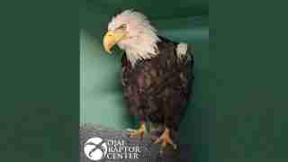 Bald eagle with a white head and yellow beak perched on a gray textured mat inside a green enclosure, with a raptor center logo in the bottom-left corner.