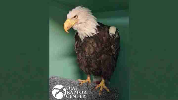 Bald eagle with a white head and yellow beak perched on a gray textured mat inside a green enclosure, with a raptor center logo in the bottom-left corner.